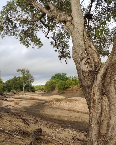 Leito largo de rio seco, de areia e pedras, com uma árvore de tronco retorcido na margem e céu nublado.