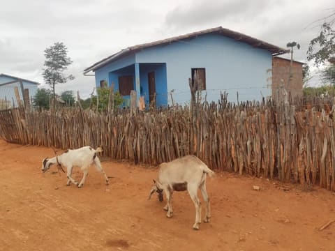 Casa azul da vila, atrás de uma cerca de varas, com duas cabras na terra vermelha.