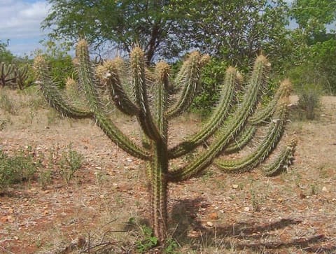 Um pé de xique-xique, cacto de braços em candelabro, na caatinga sob céu azul.